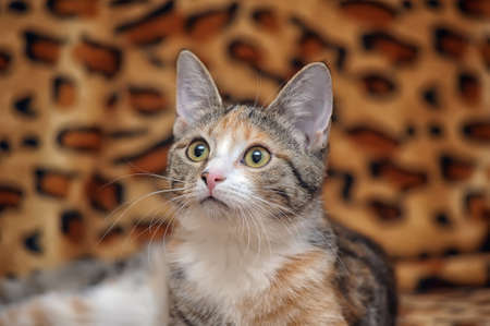 three-color striped kittenの写真素材