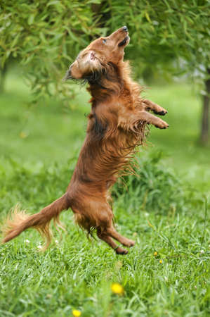 Dachshund dog  jumpの写真素材