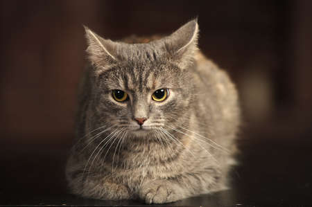 gray striped short-haired catの写真素材