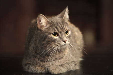 gray striped short-haired catの写真素材