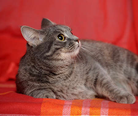 gray striped short-haired catの写真素材