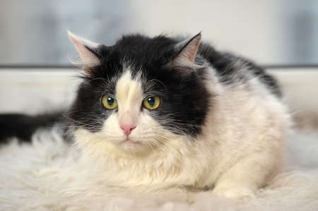 white with black fluffy catの写真素材