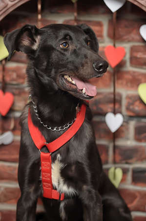 black mongrelの写真素材