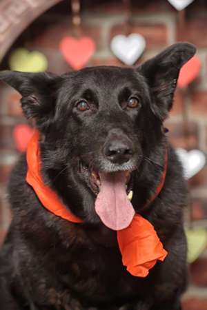 black mongrel with a red handkerchief around his neckの写真素材