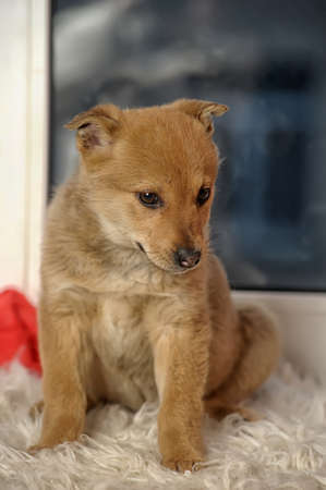 small brown mongrel puppyの写真素材