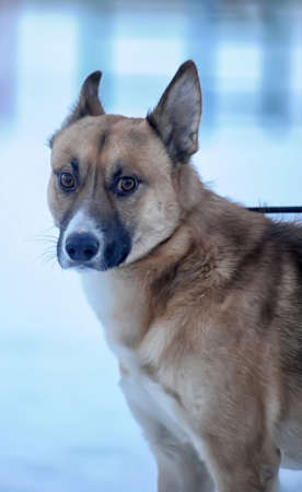 red dog in snow