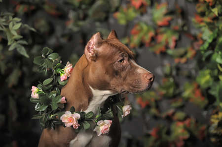 Pit Bull with flowersの写真素材