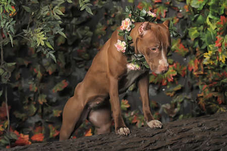 Pit Bull with flowersの写真素材