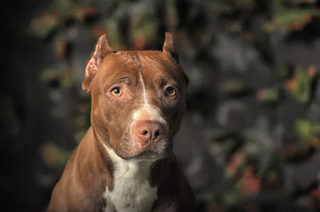 Pit Bull Portrait