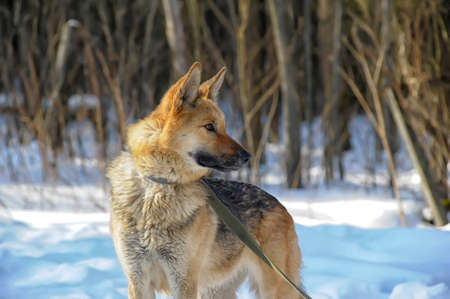 half-breed shepherd and the wolfの写真素材