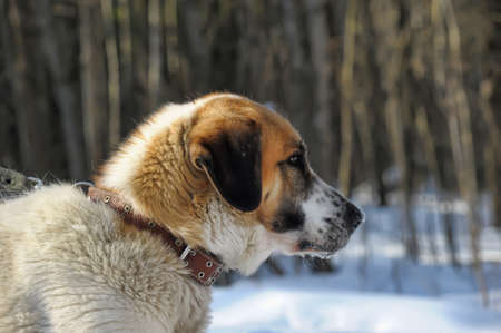 St  Bernard dog