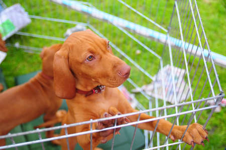  vizsla dog の写真素材