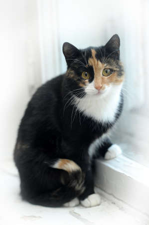 three-colored cat on a windowsill looking out the windowの写真素材
