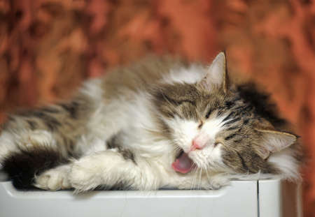 fluffy cat yawnsの写真素材