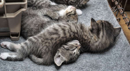 small striped kittenの写真素材