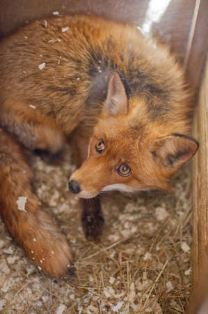 sad fox