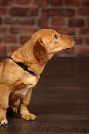 red dachshund dog mestizo