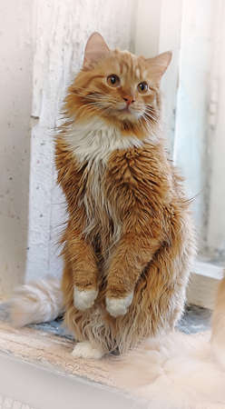 red with white fluffy catの写真素材