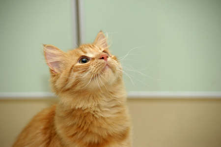 young red fluffy kittenの写真素材