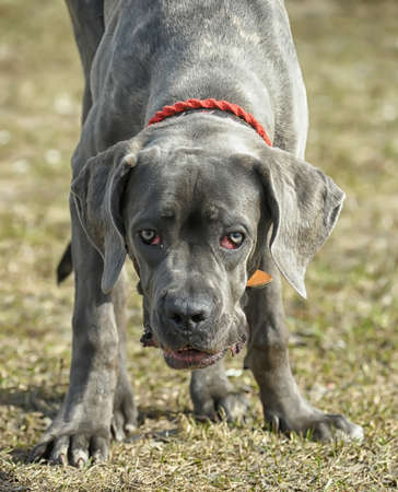 cane corso puppyの写真素材