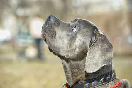 cane corso puppyの写真素材