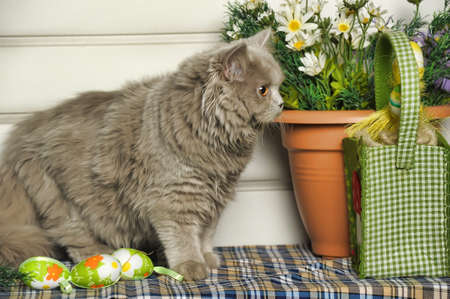 Cute Scottish kitten portraitの写真素材