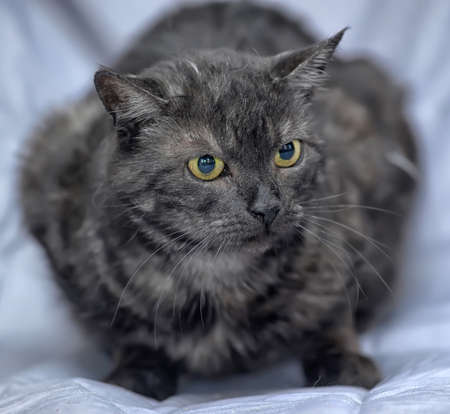 black with gray catの写真素材