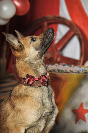 Half-breed dog circusの写真素材