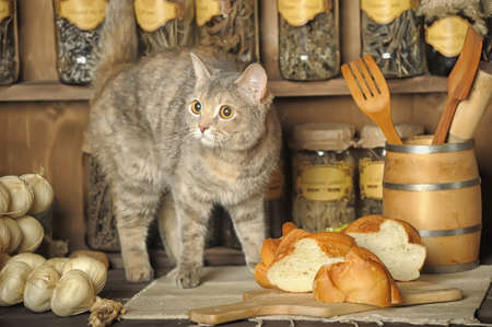 cat sitting on the kitchen tableの写真素材