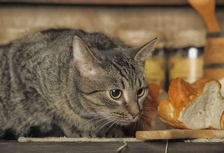 cat sitting on the kitchen tableの写真素材
