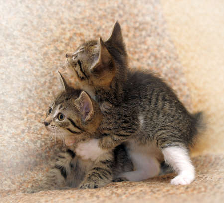 two tabby kitten playing with each other two tabby kitten playing with each other
