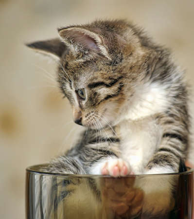 kitten in a cupの写真素材