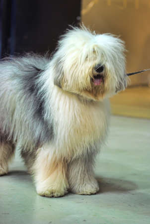 bobtail dogの写真素材