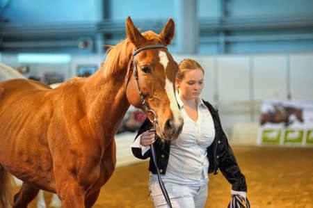 Exhibition of thoroughbred horses in St. Petersburg, Russiaのeditorial素材