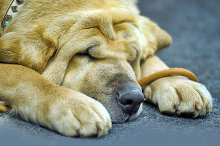 Spanish Mastiffの写真素材