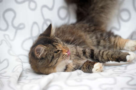 kitten with sick eyes