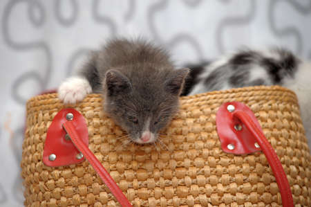 kitten in a basketの写真素材