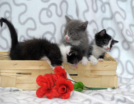 three kitten in a basketの写真素材