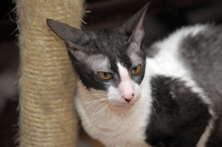Cat Devon Rex