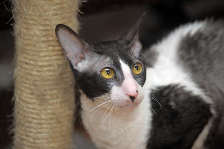 Cat Devon Rex