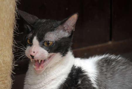 Devon Rex