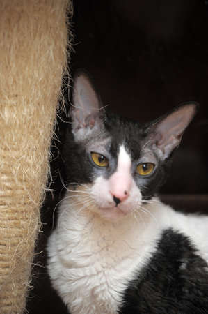 Devon Rex