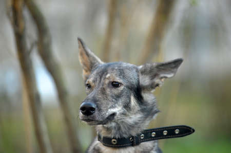 young grey dog walk