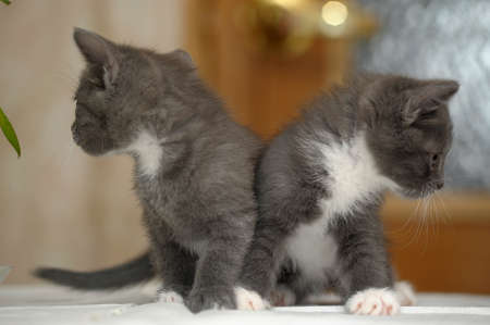 two gray kitten