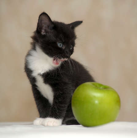 Funny fluffy black and white kitten and an appleの写真素材