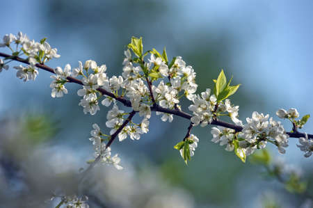flowering tree
