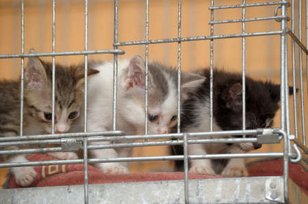 kittens in a cageの写真素材
