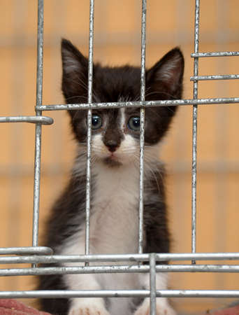 little kitten in a cageの写真素材