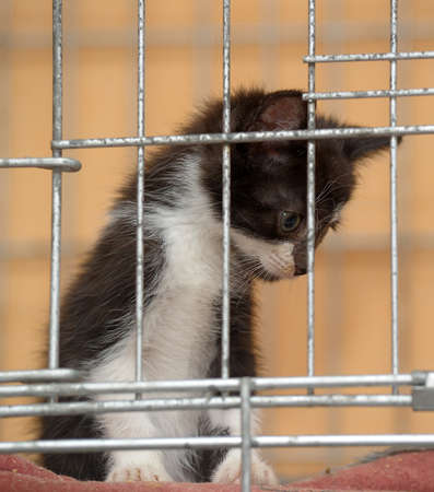 little kitten in a cageの写真素材