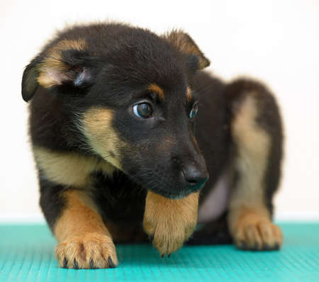 half-breed shepherd puppy